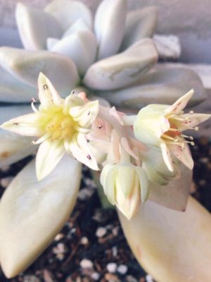 Photo by 4姉妹のママ☆さん@GreenSnap