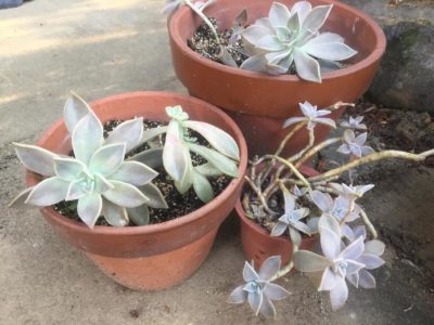 Photo by まろさん@GreenSnap