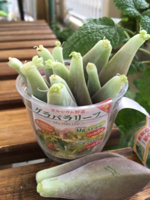 Photo by もんもさん@GreenSnap