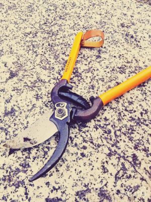 Photo by オーガニックさん@GreenSnap