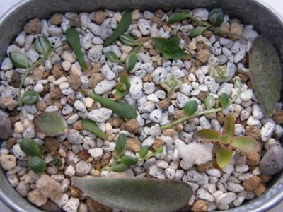 Photo by RosarioBiancoさん@GreenSnap