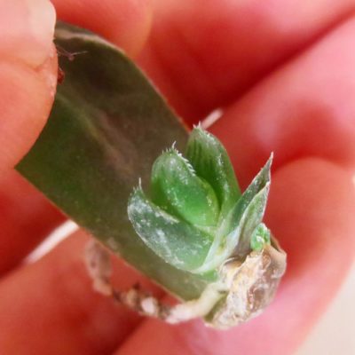 Photo by moe.ta29さん@GreenSnap