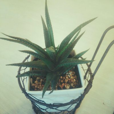 Photo by しましまさん@GreenSnap