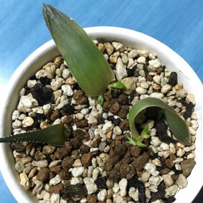 出典元：Instagram