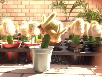 Photo by CLUTCH FURNITUREさん@GreenSnap