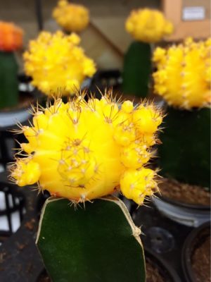 Photo by テクテク15さん@GreenSnap