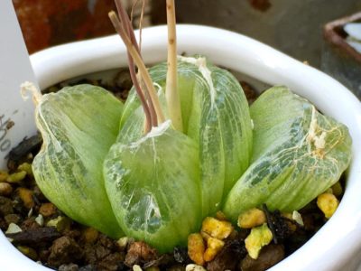 Photo by コチョコチョさん@GreenSnap