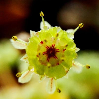 Photo by うささん@GreenSnap