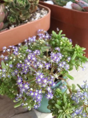 Photo by ＊華陽＊さん@GreenSnap