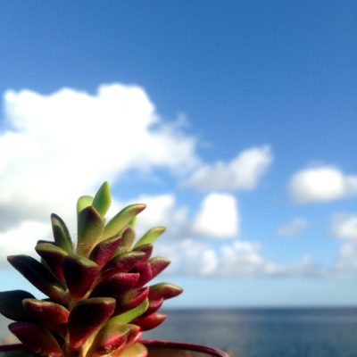 Photo by BILLIKENさん@GreenSnap