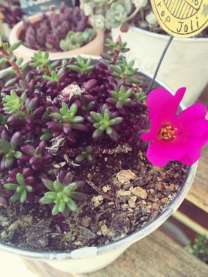 Photo by sachiさん@GreenSnap