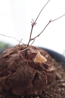 Photo by うささん@GreenSnap