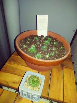 Photo by さりんさん@GreenSnap