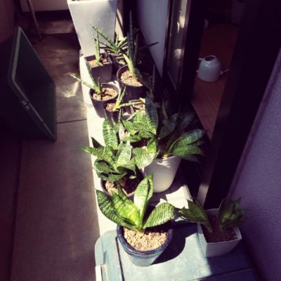 Photo by みぎよりだんでぃさん@GreenSnap