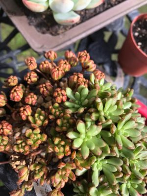 Photo by 華さん@GreenSnap