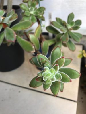 Photo by 華さん@GreenSnap