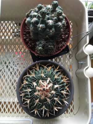 Photo by ミモ3(mimolette3)さん@GreenSnap