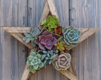 今年は個性的に、多肉いっぱいの“ タニクリスマスツリー ” なんて