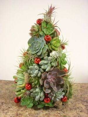 今年は個性的に、多肉いっぱいの“ タニクリスマスツリー ” なんて