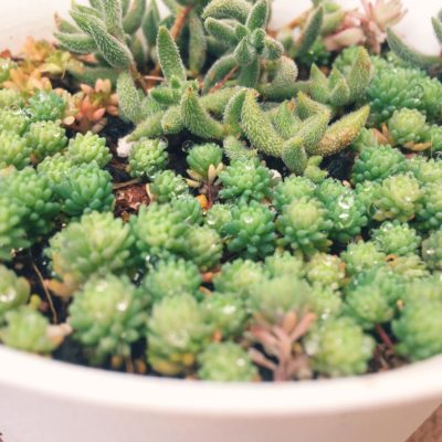 Photo by ちいさん@GreenSnap 