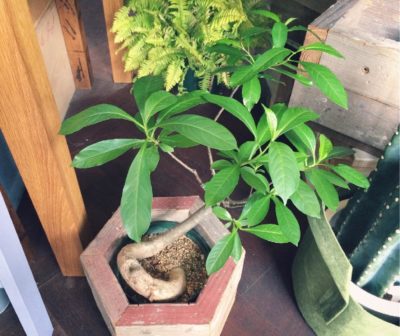 Photo by CLUTCH FURNITUREさん@GreenSnap