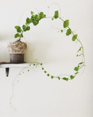 販売店も徐々に増える 塊根植物とも呼ばれるコーデックス Greensnap グリーンスナップ