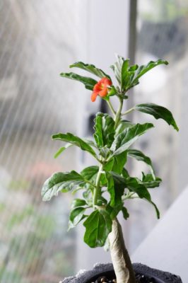 Photo by MURAさん@GreenSnap