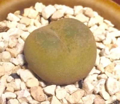 Photo by ごんはなさん@GreenSnap