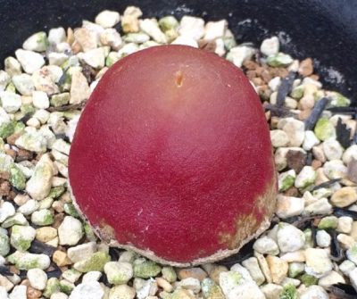 Photo by ごんはなさん@GreenSnap