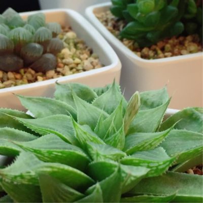 Photo by samaさん@GreenSnap