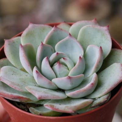 Photo by みんと_mmさん@GreenSnap