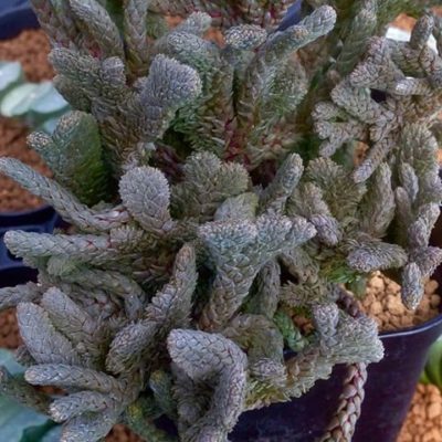 珍しい 多肉植物専門店をご紹介 Greensnap グリーンスナップ