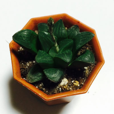 Photo by zinoさん@GreenSnap