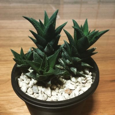 Photo by saruma89さん@GreenSnap