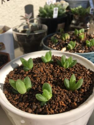 Photo by yuhikaさん@GreenSnap