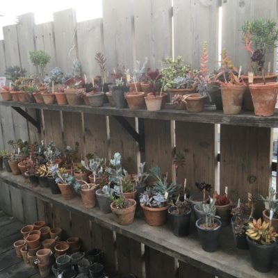 Photo by JapaneseKitchenさん@GreenSnap