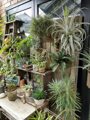 Photo by cacoさん@GreenSnap