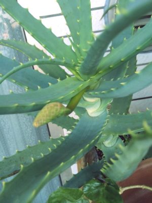 Photo by yuriurioさん@GreenSnap