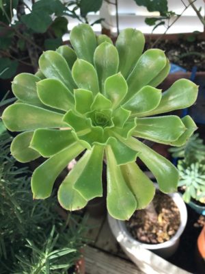 Photo by コウちゃまさん@GreenSnap