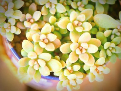 Photo by びすこさん@GreenSnap