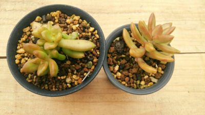 Photo by tylecoさん@GreenSnap