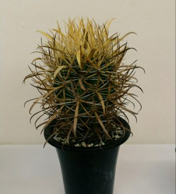 Photo by phszyさん@GreenSnap