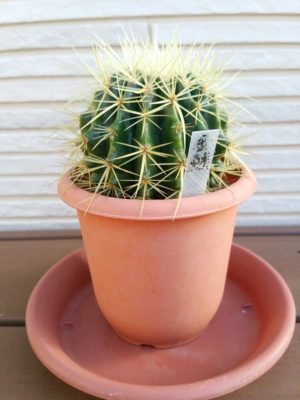 Photo by はらぺこさん@GreenSnap