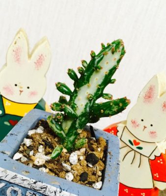 Photo by ひなさん@GreenSnap