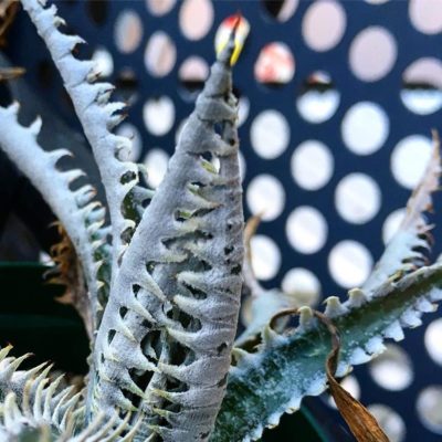 出典元：Instagram 