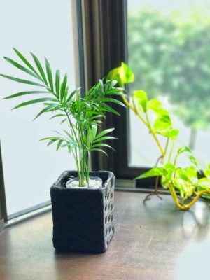 Photo by ito-muneさん@GreenSnap