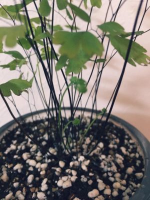 Photo by chichanさん@GreenSnap