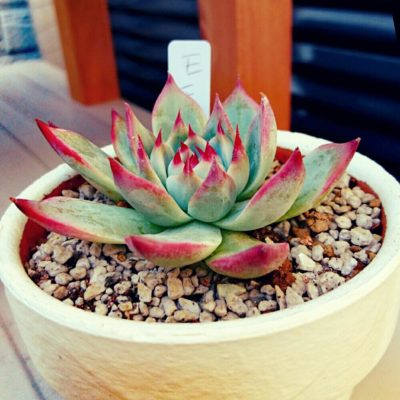 Photo by りりかさん@GreenSnap