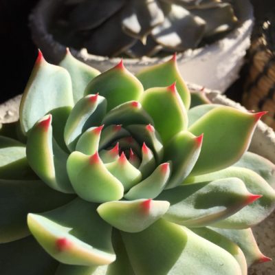 Photo by ERIさん@GreenSnap