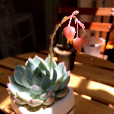 Photo by banananさん@GreenSnap